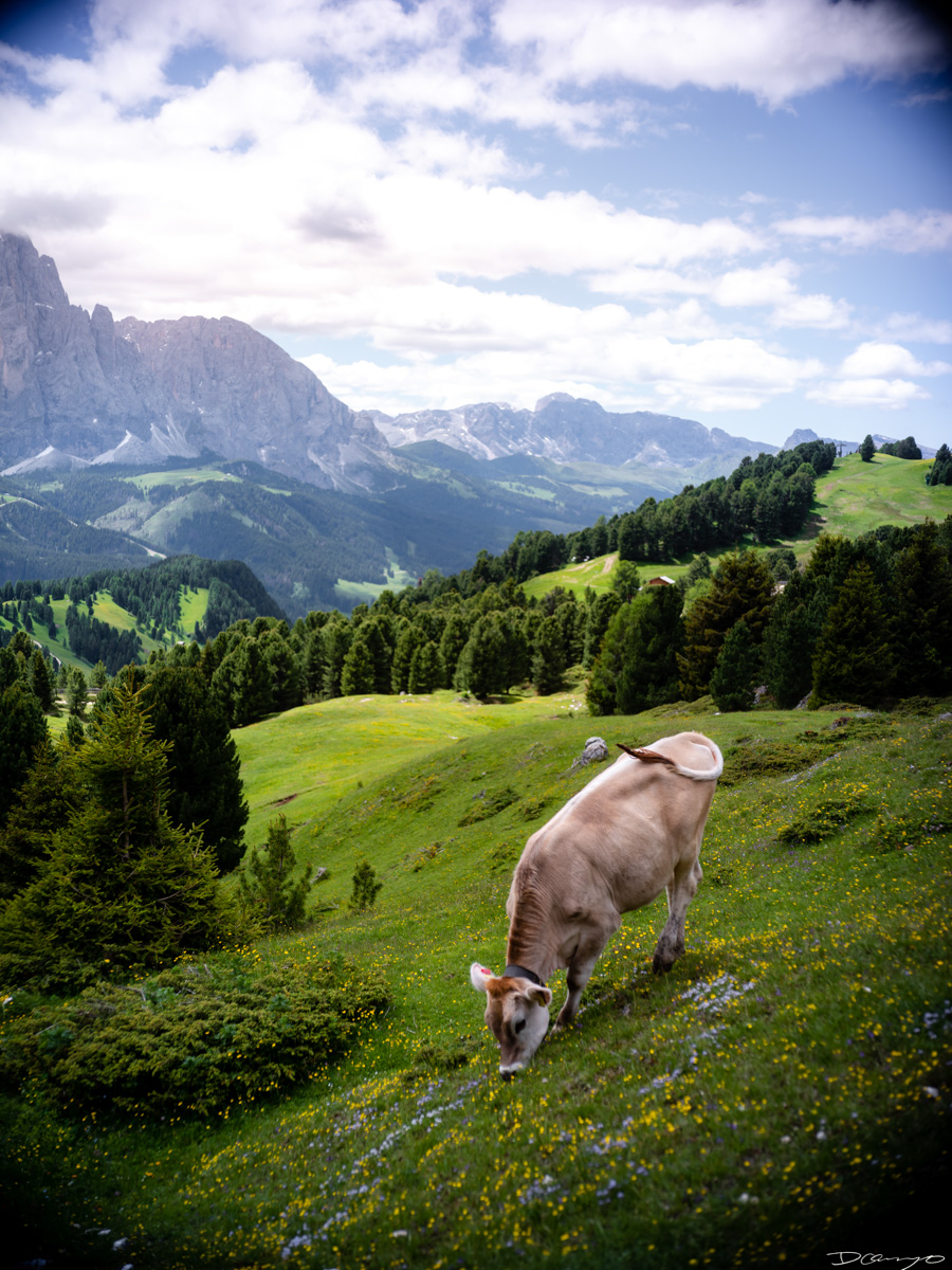 Photos from a trip through Italy in Summer of 2023. Locations include Rome, Florence, Tuscany, Castello di Bossi in Chianti, Siena, San Gimignano, Sirmione on Lake Garda, Bologna, Gudon, Italian Dolomites, Seceda, Cadini di Misurina, and Venice.